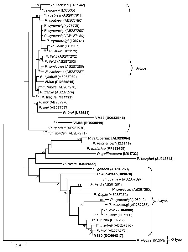 Phylogenetic relationship of Plasmodium spp. inferred from small subunit ribosomal RNA sequences. Tree was reconstructed by using the neighbor-joining method. Boldface indicates those sequences derived from orangutans (VM40, VM82, VM88, and VS63) and those used by Reid et al. (12) in their phylogenetic analysis. Numerals on the branches are bootstrap percentages based on 1,000 replicates; only those &gt;70% are shown. GenBank accession numbers are in brackets. Scale bar indicates nucleotide subs