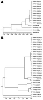 Thumbnail of Phylogenetic trees constructed by the unweighted pair group method with arithmetic mean method, by using a pairwise deletion procedure. Distances were calculated by using the Jukes and Cantor method (www.tau.ac.il/~doronadi/jc.pdf). Sequences from GenBank are indicated by accession numbers. A) Phylogenetic tree based on the 16S rRNA sequences of 12 Borrelia hispanica DNA samples from patients in Morocco. Sequences from this study submitted to GenBank are accession nos. GQ202254–GQ20