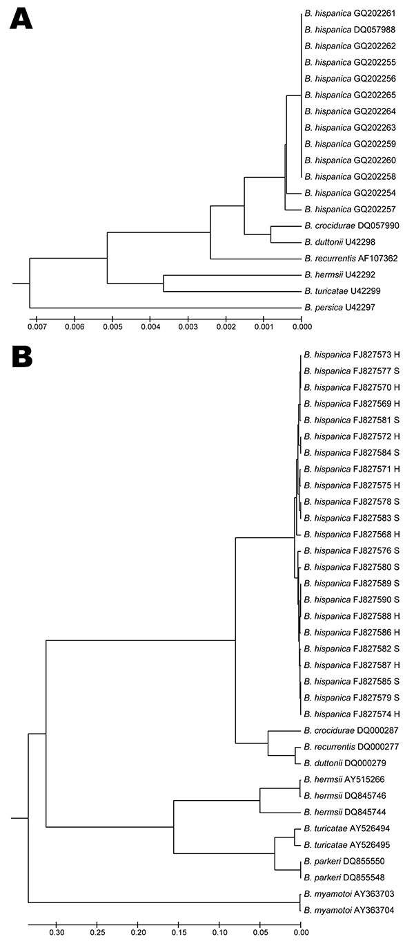 Phylogenetic trees constructed by the unweighted pair group method with arithmetic mean method, by using a pairwise deletion procedure. Distances were calculated by using the Jukes and Cantor method (www.tau.ac.il/~doronadi/jc.pdf). Sequences from GenBank are indicated by accession numbers. A) Phylogenetic tree based on the 16S rRNA sequences of 12 Borrelia hispanica DNA samples from patients in Morocco. Sequences from this study submitted to GenBank are accession nos. GQ202254–GQ202265. B) Phyl