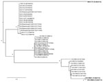 Thumbnail of Unrooted phylogenetic tree showing analysis of KI (KIV-RM21, KIV-RM22) and WU (WUV-IT3) polyomaviruses (KIPyVs, WUPyVs, respectively) identified in the plasma of HIV-1–positive patients. The identified strains are indicated in boldface, and the phylogenetic analysis refers to the small t region. The other polyomaviruses shown in the figure are the KIPyVs (KIV-RM1 to KIV-RM20) and WUPyVs (WUV-IT1 and WUV-IT2) identified in Italy in previous studies (6,7) and the prototype strains for KIPyV (GenBank accession nos. EF127906, EF127908, EF520288) and WUPyV (GenBank accession nos. EF444549–EF444554, EU711054–EU711058, EU296475, EU358768, and EU358769). GenBank accession numbers for all virus strains are shown in parentheses. Multiple nucleotide sequence alignments were performed by using ClustalX software (http://bips.u-strasbg.fr/fr/documentation/clustalx/#g), and the phylogenetic tree was constructed by using the neighbor-joining algorithm with LogDet-corrected distances (http://paup.csit.fsu.edu/about.html) (8). An asterisk (*) beside a branch represents significant statistical support for the clade subtending that branch (p&lt;0.001 in the zero-branch–length test) and bootstrap support &gt;75%. Scale bar indicates nucleotide substitutions per site.