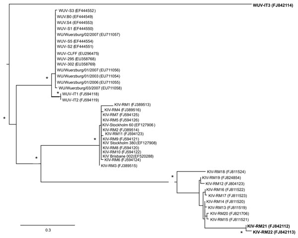 Unrooted phylogenetic tree showing analysis of KI (KIV-RM21, KIV-RM22) and WU (WUV-IT3) polyomaviruses (KIPyVs, WUPyVs, respectively) identified in the plasma of HIV-1–positive patients. The identified strains are indicated in boldface, and the phylogenetic analysis refers to the small t region. The other polyomaviruses shown in the figure are the KIPyVs (KIV-RM1 to KIV-RM20) and WUPyVs (WUV-IT1 and WUV-IT2) identified in Italy in previous studies (6,7) and the prototype strains for KIPyV (GenBank accession nos. EF127906, EF127908, EF520288) and WUPyV (GenBank accession nos. EF444549–EF444554, EU711054–EU711058, EU296475, EU358768, and EU358769). GenBank accession numbers for all virus strains are shown in parentheses. Multiple nucleotide sequence alignments were performed by using ClustalX software (http://bips.u-strasbg.fr/fr/documentation/clustalx/#g), and the phylogenetic tree was constructed by using the neighbor-joining algorithm with LogDet-corrected distances (http://paup.csit.fsu.edu/about.html) (8). An asterisk (*) beside a branch represents significant statistical support for the clade subtending that branch (p&lt;0.001 in the zero-branch–length test) and bootstrap support &gt;75%. Scale bar indicates nucleotide substitutions per site.