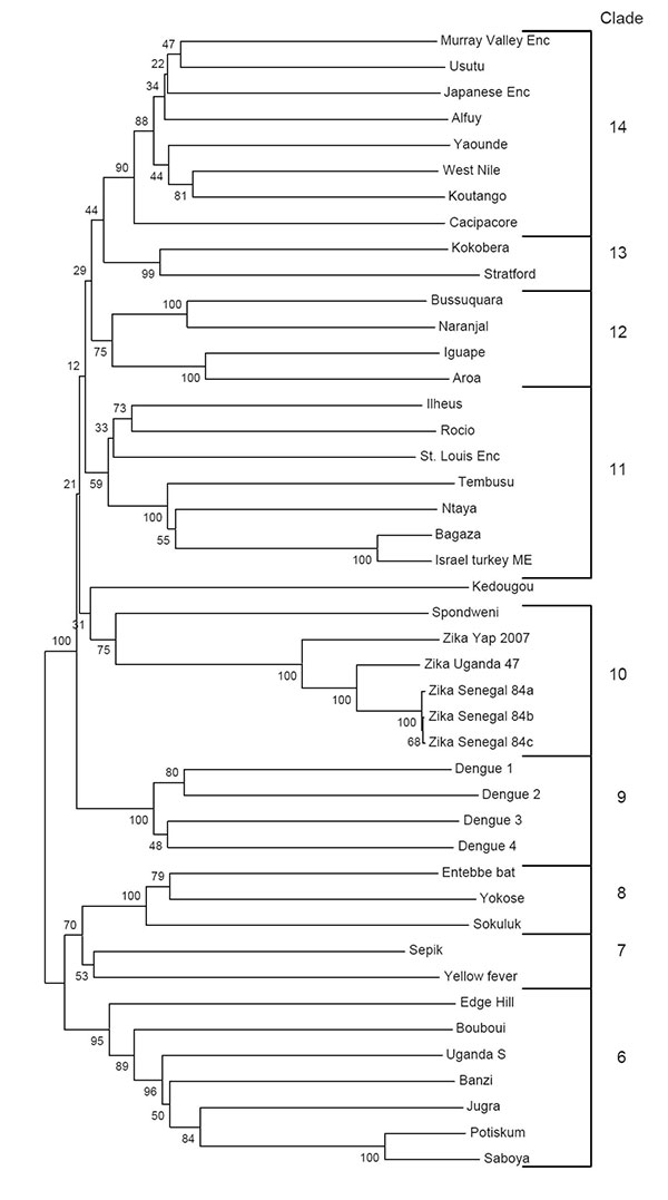 Phylogenetic relationship of Zika virus to other flaviviruses based on nucleic acid sequence of nonstructural viral protein 5, with permission from Dr Robert Lanciotti (1). Enc, encephalitis; ME, meningoencephalitis.