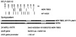 Thumbnail of Genetic profile of the multidrug-resistant tuberculosis Equatorial Guinea (MDR-TBEG) strain. RFLP, restriction fragment length polymorphism; SIT, spoligotype international type; LAM, Latin American-Mediterranean; MIRU-VNTR, mycobacterial interspersed repetitive-unit variable-number tandem-repeat. MIRU-VNTR loci order: MIRU 02, VNTR 42, VNTR 43, MIRU 04, MIRU 40, MIRU 10, MIRU 16, 1955, MIRU 20, QUB-11b, ETRA, VNTR 46, VNTR 47, VNTR 48, MIRU 23, MIRU 24, MIRU 26, MIRU 27, VNTR 49, MI