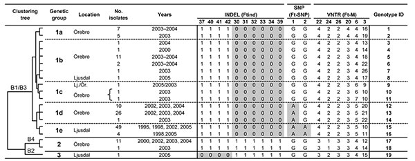 Attributes of 19 genotypes of Francisella tularensis subsp. holarctica identified in this study, and their genetic associations as assessed by a phylogenetic method (the clustering tree) or by an allele-based method (the genetic group designations). The letter and number designations in the clustering tree refer to nomenclatures of F. tularensis genetic clades as described by Johansson et al. (9). Gray shading indicates the derived genetic marker states. INDEL, insertion/deletion; SNP, single nu