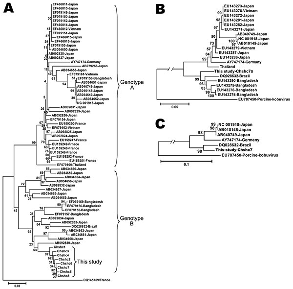 Phylogenetic tree constructed by using the neighbor-joining method and evaluated using the interior branch test method with MEGA4 software (www.megasoftware.net). Percentage of bootstrap support is indicated at each node. GenBank accession number, source, and country of origin are indicated. A) Phylogenetic tree constructed based on the 519-nt segment in the 3C/D junction region, a genotype C Aichi virus strain is included as an outgroup. Phylogenetic trees constructed from the capsid gene (B) a