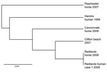 Thumbnail of Phylogram showing relationships between Hendra virus isolates, Australia, 2008, based on medium gene sequence. Scale bar indicates nucleotide substitutions per site.