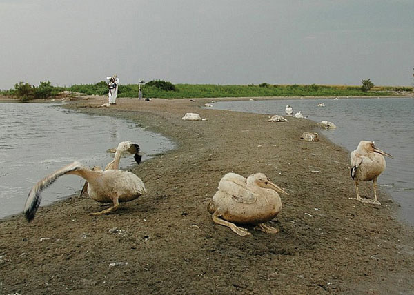 Juvenile American white pelicans (Pelecanus erythrorhynchos) at Medicine Lake National Wildlife Refuge, Montana, USA, 2007, including ill (foreground) and dead (background) birds.