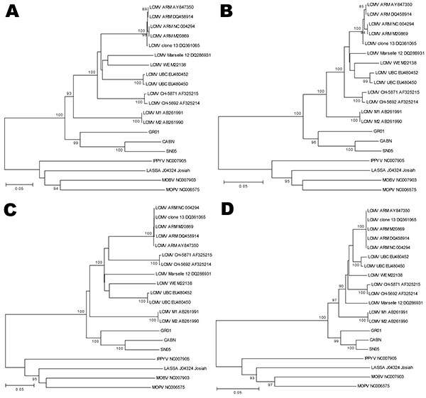 Phylogeny of lymphocytic choriomeningitis virus (LCMV) strains and the viruses detected in this study based on the analysis of complete sequences of amino acids (aa) and nucleotides (nt) of glycoprotein (GPC) and nucleocapsid protein (NP) genes. A) GPC nt; B) GPC aa; C) NP nt; D) NP aa. Each sequence used shows the name of LCMV strain followed by GenBank accession number. Numbers indicate &gt;80% bootstrap values. Scale bars indicate nucleotide substitutions per site. IPPIV, Ippy virus; LASV, La