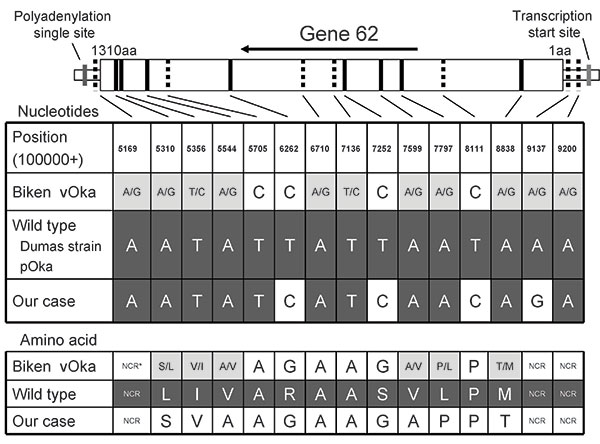 Sequence of gene 62 from patient with varicella from secondary transmission of Oka vaccine strain (vOka). The diagram at the top shows the structure of gene 62. Amino acid residues are numbered 1–1310 from the amino terminus to the carboxyl terminus. Vertical lines indicate the positions of 15-nt base differences between vOka (GenBank accession no. AB097932) and parental (pOka, accession no. AB097933) strains. The 15 boldface and broken lines show substitutions with and without amino acid (aa) a