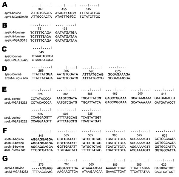 Alignments of bovine group C streptococci (Streptococcus dysgalactiae subsp. dysgalactiae) alleles of virulence genes from 8 dairy herds, Portugal, with sequences from the National Center for Biotechnology (Bethesda, MD, USA) database showing base differences between sequences. The alignments were created by using BioEdit sequence alignment editor (www.mbio.ncsu.edu/BioEdit/bioedit.html). Nucleotide differences are shown in boldface. A) spd1 (99% maximum identity); B) speK (99% maximum identity)