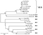 Thumbnail of Phylogenetic analysis of amino acids of the norovirus capsid gene from the gastroenteritis outbreak in Jönköping, Sweden (JKPG, •) and reference strains. The tree was constructed using the neighbor-joining and Poisson correction methods, with MEGA 4.0 software (www.megasoftware.net). Bootstrap values are shown at the branch nodes (values &lt;70% are not shown). Reference sequences were collected from Genbank and represent the 8 genotypes of GI as described by Zheng et al. (26). Scal