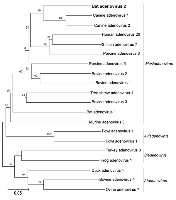 Phylogenetic tree constructed by using a multiple alignment of ≈550-bp amplicons, consisting of the partial DNA polymerase gene of the novel bat adenovirus 2 strain Pipistrellus pipistrellus virus 1 (in boldface; GenBank accession no. FJ983127) and selected members of the family Adenoviridae, Germany. Alignment was analyzed with the neighbor-joining method and p-distance model in MEGA4 (www.megasoftware.net). Bootstrap values (1,000 replicates) &gt;35% are indicated at the branch nodes. Branch l