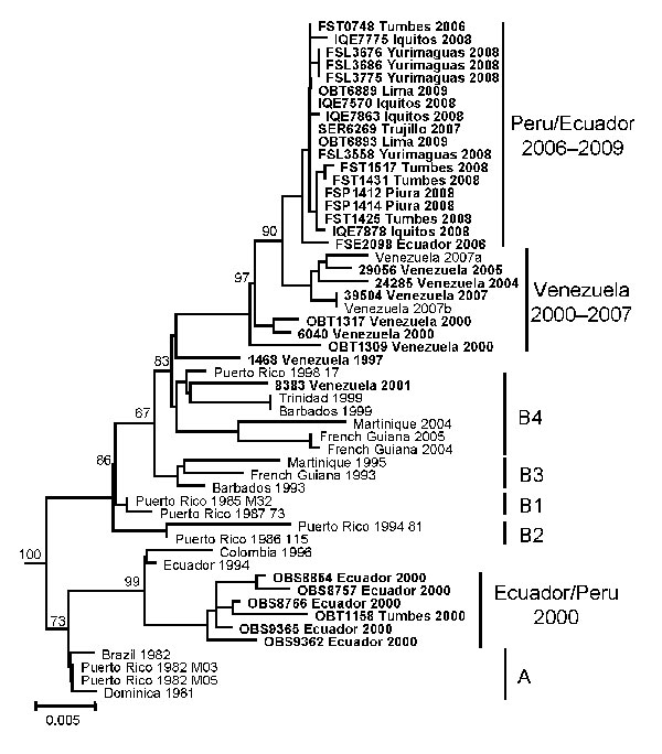 Phylogenetic analysis of the envelope gene of dengue virus serotype 4 (DENV–4) strains from Ecuador, Peru, and Venezuela. Similar topologies were observed from neighbor-joining (depicted), maximum likelihood, and maximum parsimony analyses, implemented in PAUP* v.4.0b10 (12). The general time reversible model of evolution was used for neighbor-joining and maximum-likelihood analyses. DENV-4 genotype I strains (not shown) were included as an outgroup. Bootstrap values (based on 1,000 replicates)
