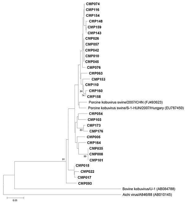 Phylogenetic analysis of the partial nucleotide sequence encoding the 3D region of porcine kobuviruses (in boldface) isolated in Thailand, 2001–2003, and other reference strains. The tree was generated on the basis of the neighbor-joining method by using the MEGA4 program (10). Scale bar indicates nucleotide substitutions per site.