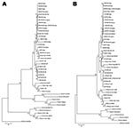 Thumbnail of Phylogenetic analysis of canine coronavirus (CCoV) type IIb. Maximum parsimony trees based on partial 5´ (A) and 3´ (B) ends of the spike protein gene of group-1a coronaviruses (CoVs). For phylogenetic tree construction, the following reference strains were used (GenBank accession numbers are in parentheses): porcine transmissible gastroenteritis virus (TGEV) Purdue (NC_002306), TS (DQ201447), 96-1933 (AF104420), porcine respiratory coronavirus (PRCoV, only 3´ end) RM-4 (Z24675), 86
