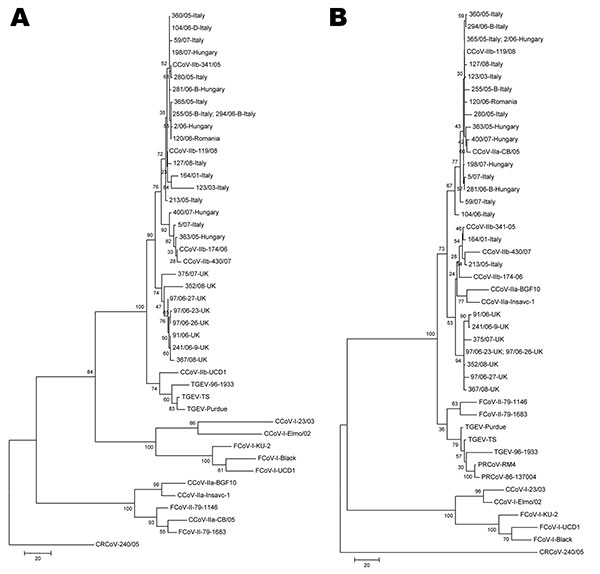 Phylogenetic analysis of canine coronavirus (CCoV) type IIb. Maximum parsimony trees based on partial 5´ (A) and 3´ (B) ends of the spike protein gene of group-1a coronaviruses (CoVs). For phylogenetic tree construction, the following reference strains were used (GenBank accession numbers are in parentheses): porcine transmissible gastroenteritis virus (TGEV) Purdue (NC_002306), TS (DQ201447), 96-1933 (AF104420), porcine respiratory coronavirus (PRCoV, only 3´ end) RM-4 (Z24675), 86-137004 (X600