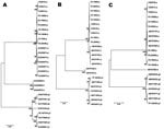 Thumbnail of Construction of phylogenic trees for newly identified porcine viruses and comparison with previously identified prototype parvovirus 4 (PARV4)–like sequences. Sequences of other PARV4-like viruses indicated by the accession numbers were obtained from GenBank, and their origins are marked by letters (p, porcine; b, bovine; PARV4-g1, g2, g3, human parvovirus 4 genotypes 1, 2, and 3). ClustalW-aligned genomes (A) and nonstructural (NS) protein (B) and viral protein (VP) (C) were all tr