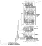 Thumbnail of Neighbor-joining phylogenetic tree of Venezuelan equine encephalitis virus (VEEV) complex based on partial sequence of the PE2 segment (nucleotide positions ≈8385–9190 of the VEEV genome). The tree was rooted by using an outgroup of 3 major lineages of Eastern equine encephalitis virus (EEEV). The strain isolated from a 7-year-old girl who died from acute VEEV infection in Peru, June 21, 2006, is in boldface. Viruses are labeled by code designation, abbreviated location name, year o