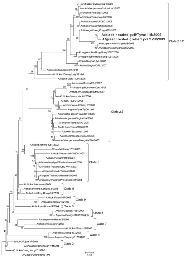 Phylogenetic tree constructed by neighbor-joining analysis (no. replications ×600) of the hemagglutinin gene segment of representative influenza virus (H5N1) isolates. Taxon names of the viruses isolated in Russia in 2006 and 2009 are in boldface. Scale bar indicates genetic distance.