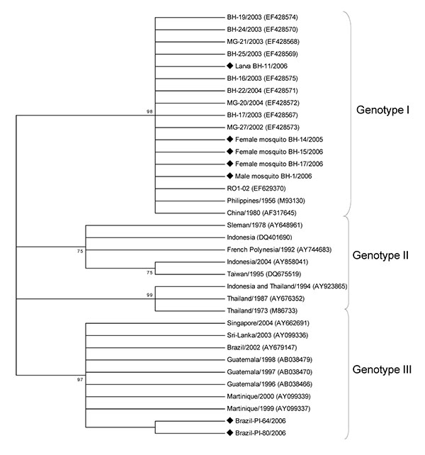 Phylogenetic tree of dengue type 3 serotypes and sequences from Aedes aegypti mosquitoes and larvae obtained in Belo Horizonte, Minas Gerais, Brazil. The tree is based on a 434-nt sequence of the capsid–premembrane gene and was generated by using neighbor-joining analysis with the Tamura-Nei model in MEGA4.1 software (Arizona State University, Tempe, AZ, USA). Numbers to the left of the nodes are bootstrap values (1,000 replicates) in support of the grouping to the right. Numbers in parentheses