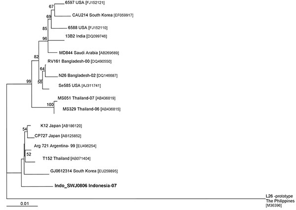 Phylogenetic analysis of the viral protein (VP) 7 genotype G12 rotavirus of Indonesia with reference strains downloaded from GenBank. The GenBank accession numbers of each strain appear next to the strain. The multiple alignment was constructed by using ClustalX version 1.81 (www.clustal.org). The phylogenetic tree was based on the 971 nt sequence of the VP7 gene and constructed by using the neighbor-joining method and applying the Kimura 2-parameter method with 1,000 bootstrap replicates of the