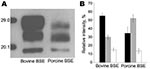 Thumbnail of Molecular signature of bovine spongiform encephalopathy (BSE) in pigs. A) Comparative Western immunoblot analysis of the proteinase K–resistant core fragment (PrPres) of the pathologic prion protein in BSE in cattle and in an experimentally BSE-infected pig using the monoclonal antibody 6H4 (Prionics, Schlieren, Switzerland). B) Average relative intensities of the diglycosylated (black bars), monoglycosylated (gray bars), and unglycosylated (white bars) PrPres moieties as determined