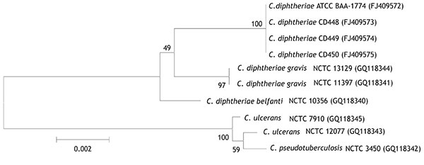 Neighbor-joining phylogenetic tree based on 16S rRNA gene sequence analysis of Corynebacterium diphtheriae isolates, including 4 feline isolates from West Virginia, 2008 (ATCC BAA-1774, CD 448, CD 449, CD 450). The tree was constructed from a 1,437-bp alignment of 16S rRNA gene sequences by using the neighbor-joining method and Kimura 2-parameter substitution model. Bootstrap values (expressed as percentages of 1,000 replicates) &gt;40% are illustrated at branch points. Feline isolates had 100%