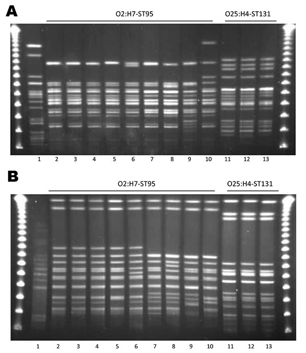 Pulsed-field gel electrophoresis patterns for Escherichia coli O2:H7-ST95 and E. coli O25:H4-ST131. A) XbaI; B) NotI. Lane 1 is the positive control E. coli O11:H18-ST69 (SEQ102); lane 2 is an E. coli O2:H7-ST95 isolate from a restaurant sample of honeydew melon (68616.01); lanes 3–10 are isolates from human urinary tract infection cases (UTIs; lane 3, MSHS 100; lane 4, MSHS 186; lane 5, MSHS 811; lane 6, MSHS 1229; lane 7, MSHS 95; lane 8, MSHS 1062; lane 9, MSHS 782; lane 10, MSHS 819); lane 1