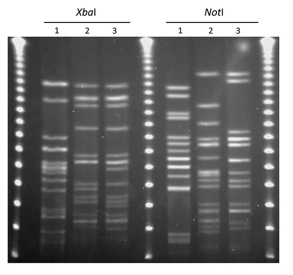 XbaI and NotI pulsed-field gel electrophoresis patterns for Escherichia coli O114:H4-ST117 (lanes 2 and 3). Lane 1 is the positive control E. coli O11:H18-ST69 (SEQ102), lane 2 is an E. coli O25:H4-ST131 isolate from a retail chicken sample (EC01DT06-1737-01), and lane 3 is an E. coli isolate from a human urinary tract infection case (MSHS 1014A). Outer and center lanes are pulsed-field molecular weight markers.