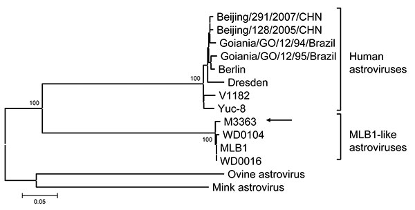 Neighbor-joining tree based on partial sequences of open reading frame 1a protein of human and animal astroviruses. Amino acid sequences of the Mexican M3363 strain (arrow) were obtained from Walter (4); other sequences were obtained from GenBank. Bootstrap values &gt;90 are indicated. Scale bar is proportional to genetic distance and indicates nucleotide substitutions per site.