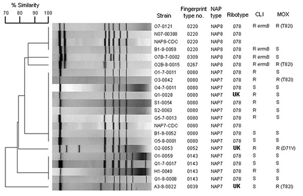 Dendrogram analysis of macrorestriction patterns (SmaI) of the NAP7 and NAP8 Clostridium difficile strains isolated from the patients listed in Table 2. C. difficile N07-00380 is a ribotype 078 control strain. C. difficile NAP7-CDC and NAP8-CDC control strains are toxinotype V. Isolates exhibiting high-level clindamycin resistance (&gt;256 μg/mL) and harboring ermB are indicated. The amino acid change found in the gyrA protein is shown for the moxifloxacin-resistant strain antimicrobial drug–res