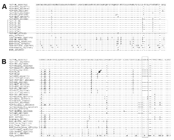 Amino acid sequences of vaccinia virus (VACV) samples and comparison with homologous genes sequences from several orthopoxviruses, Brazil. A) Alignment of vaccinia growth factor gene sequences from 6 monkey serum samples showing 100% identity (horizontal box). VACV-TO_CA, sequence from Cebus apella; VACV-TO_AC, sequence from Allouata caraya; HPXV, horsepoxvirus; CPXV, cowpoxvirus; MPXV, monkeypoxvirus; VARV, variola virus; ECMV, ectromelia virus. B) Alignment of orthopoxvirus hemagglutinin gene amino acid sequences showing the deletion signature region (vertical box) in VACV-TO isolates and several VACV strains isolated during bovine vaccinia outbreaks. Arrow indicates polymorphism site in the hemagglutinin amino acid sequences between VACV-TO_CA and VACV-TO_AC. Alignments were made by using ClustalW (www.ncbi.nlm.nih.gov/pmc/articles/PMC308517) and MEGA version 3.1 software (www.megasoftware.net). HSPV, horsepoxvirus.