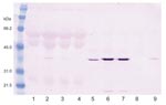 Thumbnail of Western blot of infected duck embryonic fibroblasts (DEFs) showing avian bornavirus N-protein during culture. Lanes 1–4 are supernatant fluids. Lane I is from an African gray parrot (AG5). Lanes 2 and 3 are from a yellow-collared macaw (M24). Lane 4 is from uninfected DEFs. Lanes 5–8 are sonicated cell extracts. Lane 5 from AG5; 6 and 7 from M24; and Lane 8 from uninfected DEFs. Lane 9 is an infected brain control. The virus is strongly cell associated.