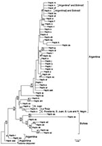 Thumbnail of Phylogenetic relationships between mitochondrial cytochrome oxidase I gene haplotypes of Triatoma infestans from Argentina and Bolivia. The neighbor-joining tree was constructed by using MEGA 4.1 (www.megasoftware.net) and bootstrap values (based on 1,000 replications) &gt;50% are shown above the branches. A Bayesian maximum clade credibility tree was similar, and clade posterior probabilities &gt;50% are shown below the branches of the neighbor-joining tree. MRBAYES 3.1 (http://mrb