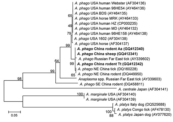 Phylogenetic tree based on partial (348-bp) gltA sequences of Anaplasma spp., obtained by using neighbor-joining method with Kimura 2-parameter analysis and bootstrap analysis of 1,000 replicates. Numbers on the branches indicate percentage of replicates that reproduced the topology for each clade. Parentheses enclose GenBank numbers of the sequences used in the phylogenetic analysis. Boldface indicates sequences obtained from rodents and sheep from northeastern China, May 2009. Scale bar indica