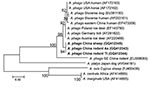 Thumbnail of Phylogenetic tree based on partial (428-bp) groEL nt sequences of Anaplasma spp., obtained by using the neighbor-joining method with Kimura 2-parameter analysis and bootstrap analysis of 1,000 replicates. Numbers on branches indicate percent of replicates that reproduced the topology for each clade. Parentheses enclose GenBank numbers of the sequences used in the phylogenetic analysis. Boldface indicates sequences obtained from rodents and sheep from northeastern China, May 2009. Sc