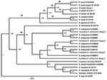 Thumbnail of Phylogenetic relationship of 6 rickettsial outer membrane protein B rickettsiae groups (578 bp) identified in Amblyomma maculatum ticks collected in Arkansas and similar rickettsiae identified from GenBank. The tree was constructed by using the maximum-likelihood and maximum-parsimony analysis in BEAST 9 (http://beast.bio.ed.ac.uk/Main_Page) Numbers on lines are bootstrap support values &gt;75 and numbers at nodes are posterior values. Scale bar indicates nucleotide substitutions pe