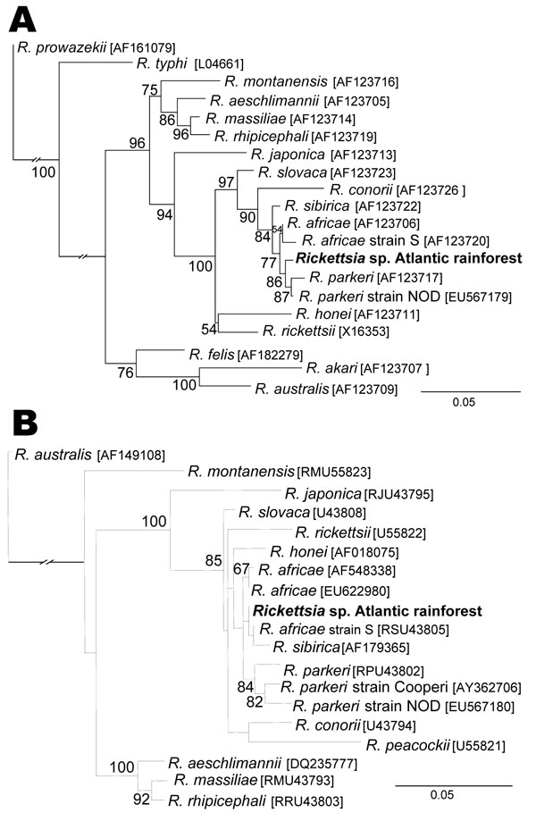 Molecular phylogenetic analysis of Rickettsia sp. strain Atlantic rainforest detected in a patient from the State of São Paulo, Brazil. A) A total of 740 unambiguously aligned nucleotide sites of the rickettsial outer membrane protein (ompB) gene were subjected to analysis. B) A total of 463 unambiguously aligned nucleotide sites of the rickettsial ompA gene were subjected to analysis. Bootstrap values &gt;50% are shown at the nodes. Numbers in brackets are GenBank accession numbers. The strain