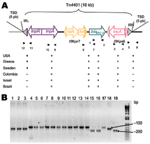 Thumbnail of A) Schematic representation of Tn4401 isoforms on plamids of Klebsiella pneumoniae isolates that produce K. pneumoniae carbapenemases (KPCs). Genes and their corresponding transcription orientations are indicated by horizontal arrows. Gray triangles represent the inverted repeats left (IRL) and right (IRR) of Tn4401. Small and empty triangles represent the inverted repeats of ISKpn6 and ISKpn7. Target site duplications (TSD) are indicated above the sequence. Primers listed in Table