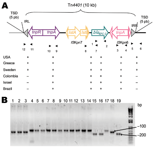 A) Schematic representation of Tn4401 isoforms on plamids of Klebsiella pneumoniae isolates that produce K. pneumoniae carbapenemases (KPCs). Genes and their corresponding transcription orientations are indicated by horizontal arrows. Gray triangles represent the inverted repeats left (IRL) and right (IRR) of Tn4401. Small and empty triangles represent the inverted repeats of ISKpn6 and ISKpn7. Target site duplications (TSD) are indicated above the sequence. Primers listed in Table 2 are shown b