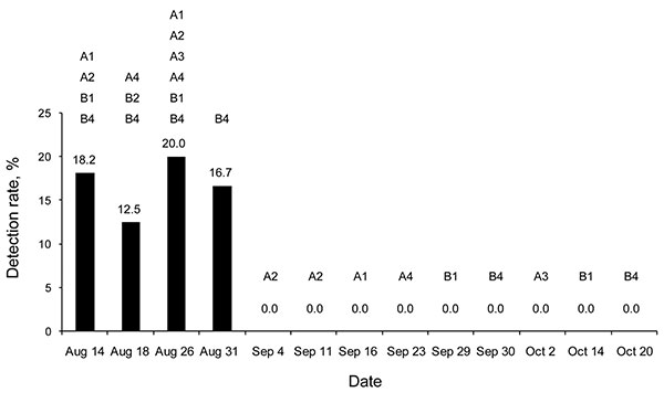 Pandemic (H1N1) 2009 virus detection rates (%) in affected turkey flocks from farms A and B during August 14–October 20, 2009, Valparaiso, Chile. Tracheal and cloacal swabs were analyzed by real-time reverse transcription–PCR to detect matrix and N1 genes. In each sampling date, detection rates appear in numbers, and sampled flocks are indicated by letters and numbers.