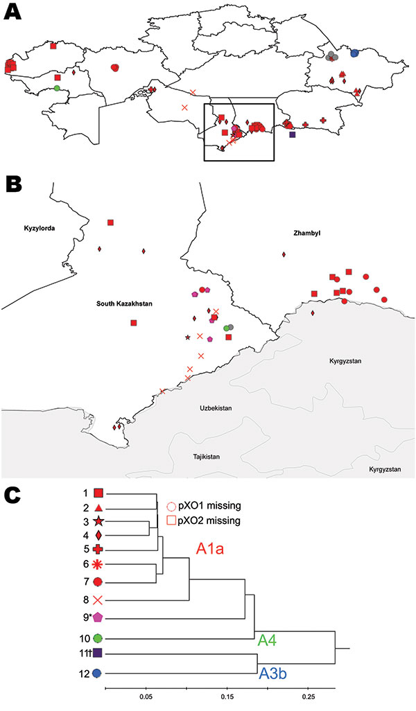 Geographic distribution of genotypes of Bacillus anthracis strains in Kazakhstan (A), with a closer view of outbreaks within eastern and southern Kazakhstan (B). Different genotypes are represented by different shapes and color coding reflecting major genetic affiliations (C). * and † indicate novel subgroups. Scale bar indicates genetic difference.