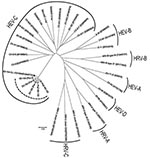 Thumbnail of Phylogenetic analysis of the viral protein (VP) 4/VP2 region of the 5 enterovirus 104 (EV-104) strains belonging to the human enterovirus C (HEV-C) species (delimited by circular dotted line), along with the reference strain from Switzerland (GenBank accession no. EU840733). Prototype strains are also reported for the different HEV and human rhinovirus (HRV) species. CV, coxsackievirus; E, echovirus; PV, poliovirus. Scale bar indicates nucleotide substitutions per position.