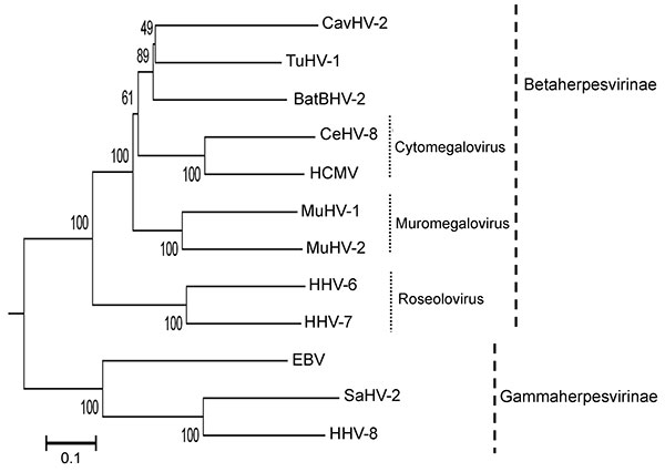 Phylogenetic tree based on the deduced amino acid sequences of complete glycoprotein B. The percentage of replicate trees in which the associated taxa clustered together in the bootstrap test (1,000 replicates) is shown next to the branches. The tree is drawn to scale, with branch lengths in the same units as those of the evolutionary distances used to infer the phylogenetic tree. The tree was rooted to herpes simplex virus type 1 (X14112). The evolutionary distances were computed by using the P