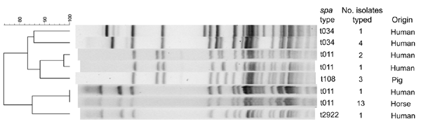 Dendrogram of ApaI–pulsed-field gel electrophoresis of methicillin-resistant Staphylococcus aureus clonal complex 398. Scale bar indicates percentage similiarity.