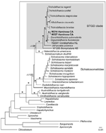 Thumbnail of Maximum-likelihood phylogenetic tree based on 18S–28S rRNA sequences of schistosomes. Schistosomatids are indicated in the large box and the Bilharziella, Trichobilharzia, Gigantobilharzia, and Dendritobilharzia (BTGD) clade is indicated in the gray box. Samples in boldface are those obtained from Haminoea japonica snails. Node support is indicated by maximum parsimony (MP) and minimum evolution (ME) bootstrap values and Bayesian posterior probabilities (PPs), respectively. Asterisk