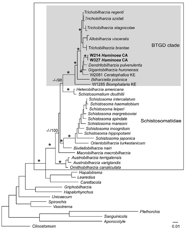 Maximum-likelihood phylogenetic tree based on 18S–28S rRNA sequences of schistosomes. Schistosomatids are indicated in the large box and the Bilharziella, Trichobilharzia, Gigantobilharzia, and Dendritobilharzia (BTGD) clade is indicated in the gray box. Samples in boldface are those obtained from Haminoea japonica snails. Node support is indicated by maximum parsimony (MP) and minimum evolution (ME) bootstrap values and Bayesian posterior probabilities (PPs), respectively. Asterisks indicate MP