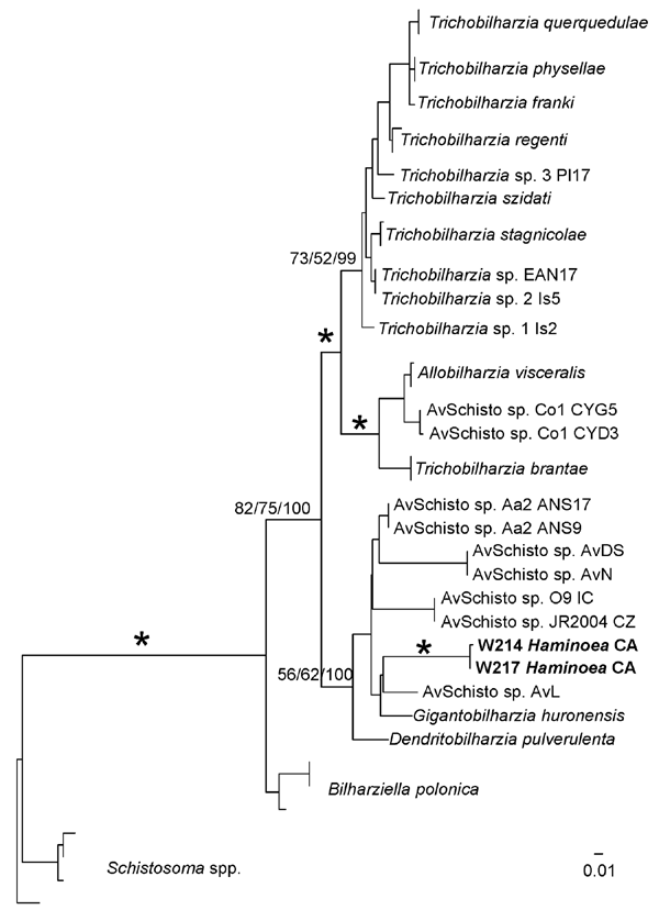 Maximum-likelihood phylogenetic tree based on internal transcribed spacer region 2 sequences of relationships among members of the Bilharziella, Trichobilharzia, Gigantobilharzia, and Dendritobilharzia species clade from this study and unidentified samples of avian schistosomes from GenBank (online Appendix Table, www.cdc.gov/EID/content/16/9/1357-appT.htm). Samples in boldface are those obtained from Haminoea japonica snails. Node support is indicated by maximum parsimony (MP) and minimum evolu