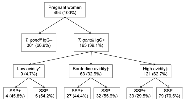 Detection of Toxoplasma gondii in 494 low-income pregnant women from Valdivia Province, Chile. *&lt;15%, indicates acute infection; †15%–30%, indicates possible infection within &lt;6 mo (4 samples from recently infected women were not tested for SSP antibodies); ‡&gt;30%, excludes recent (within 3 mo) infection (9 samples from women with chronic infection were not tested for SSP antibodies). –, negative; +, positive; Ig, immunoglobulin; SSP, sporozoite-specific protein antibodies.