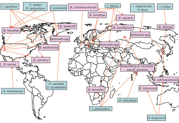 Worldwide locations of ticks (blue boxes) identified with Bartonella spp. (pink boxes). I., ixodes; C., Carios; R., Rhipicephalus; B., Bartonella; H., Haemaphysalis; A., Amblyomma; D., Dermacentor.